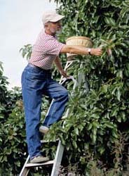Worker picking fruit on a ladder