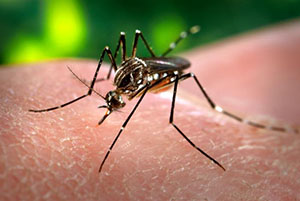 Aedes aegypti mosquitoes, like the one pictured, can become infected when they bite infected persons and can then spread the Zika virus to other persons they subsequently bite