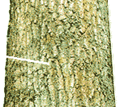 Common Incorrect Cut - Here the top cut is not flat and horizontal