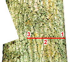 Diagram of Correct Back Cut with Starting Point, Angle of Attack, and Ending Point
