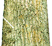 Here the top cut is not steep enough, cutting downward at less than 70 degrees.