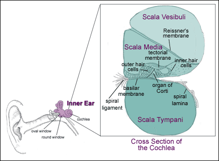 diargram of the cochlea