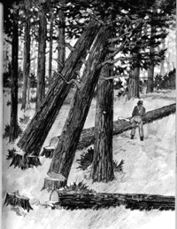 Lodged Tree (also called A Hung Tree)