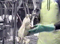 Image of lung vacuumer