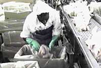 Whole Bird Packaging