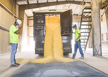 Workers unloading grain from truck