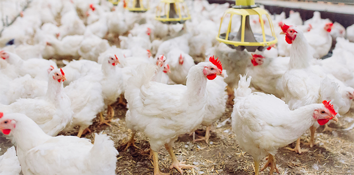 Chickens in poultry facility